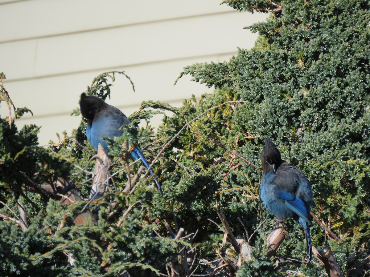 Steller's Jay (Coastal) - ML615071256