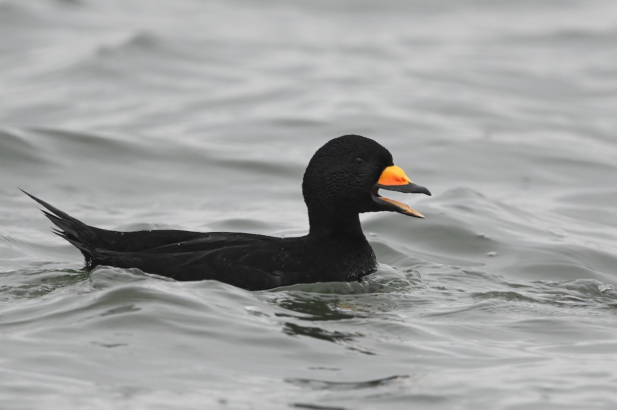 Black Scoter - ML615071258