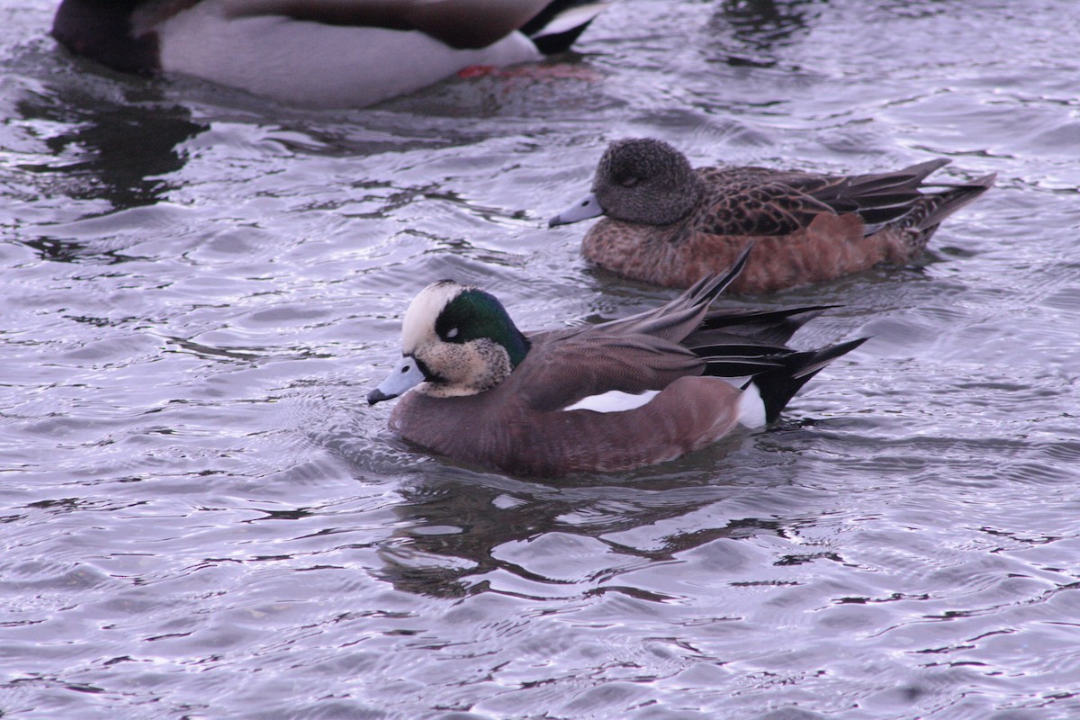 Canard d'Amérique - ML615071264