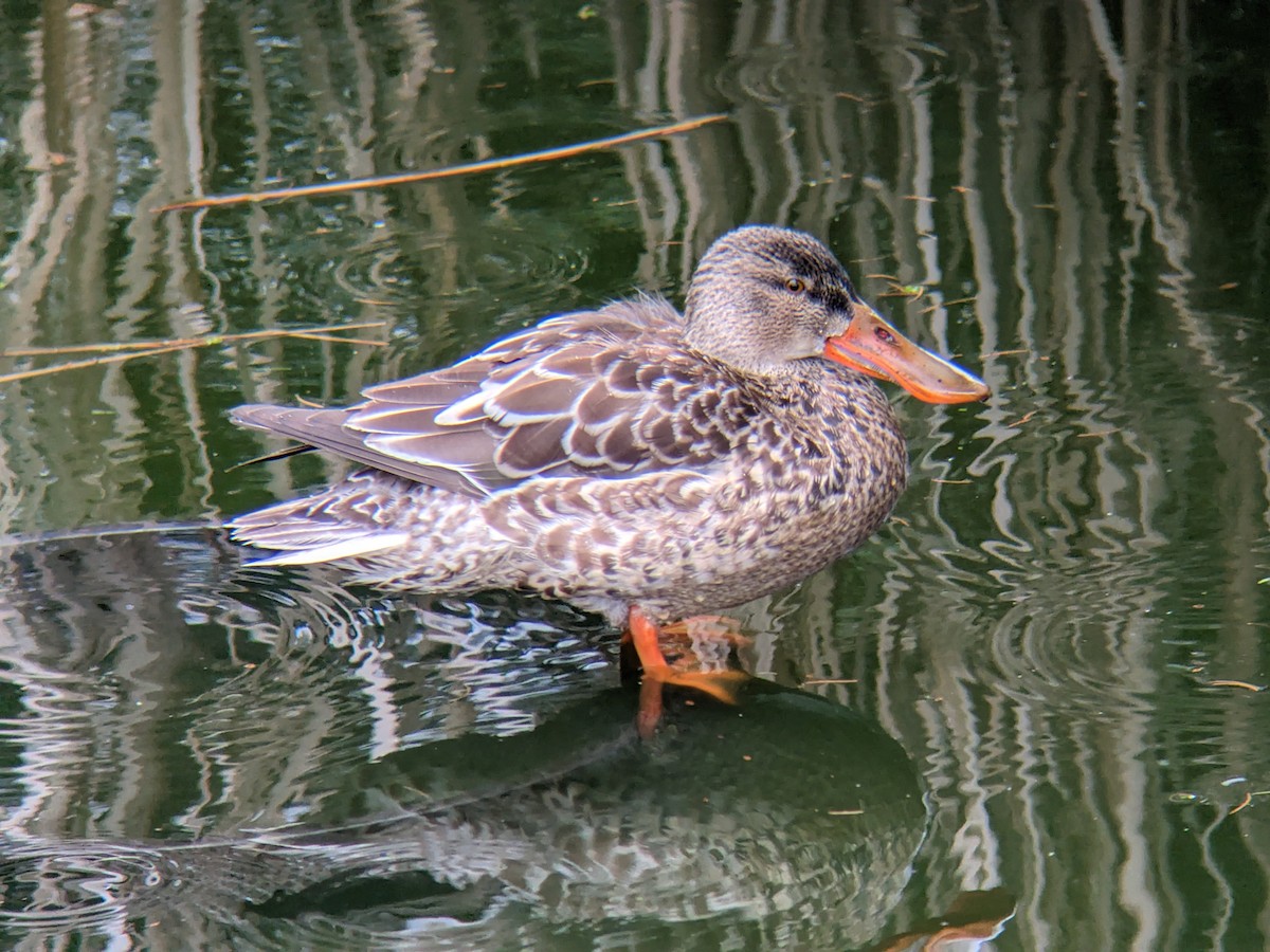 lžičák pestrý - ML615071268