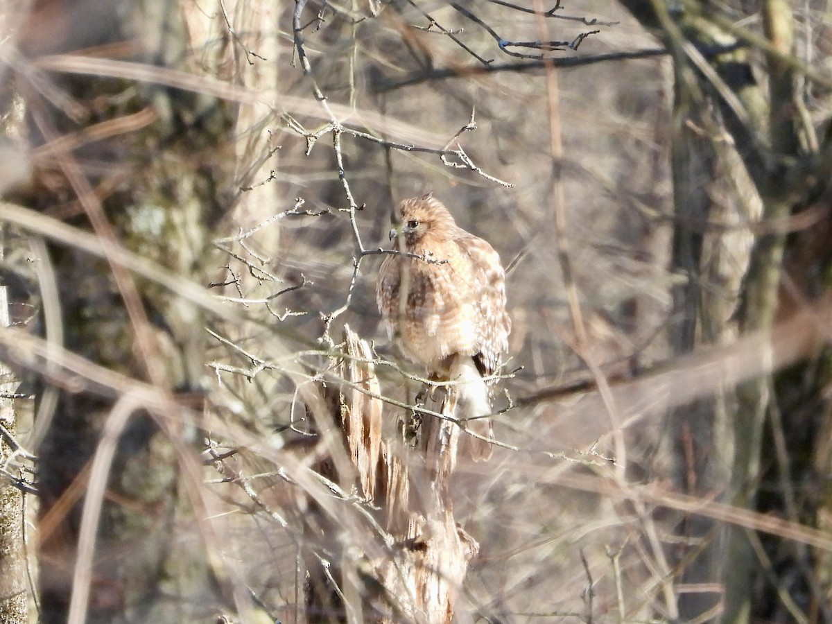 Red-shouldered Hawk - ML615071273