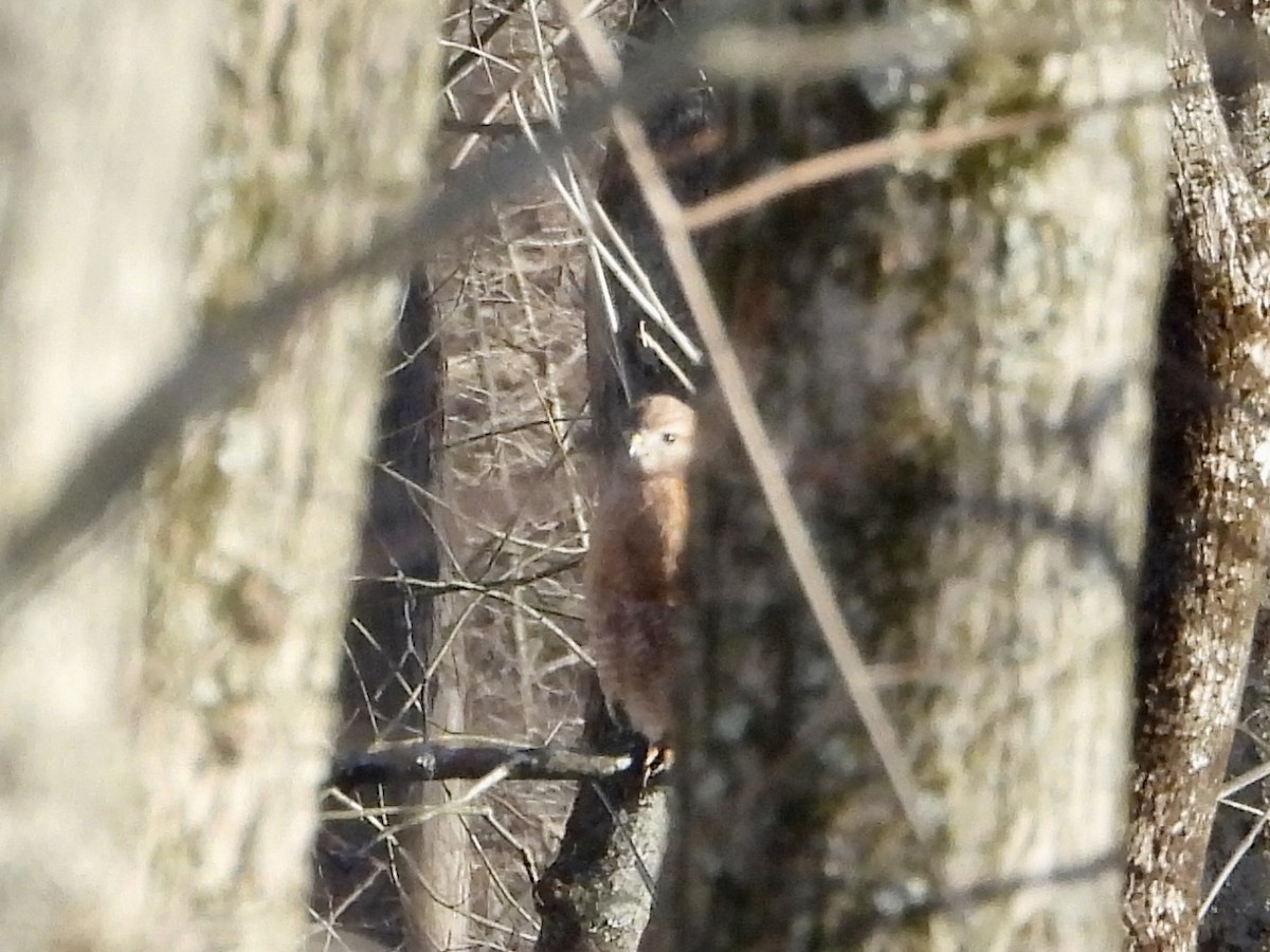 Red-shouldered Hawk - ML615071274