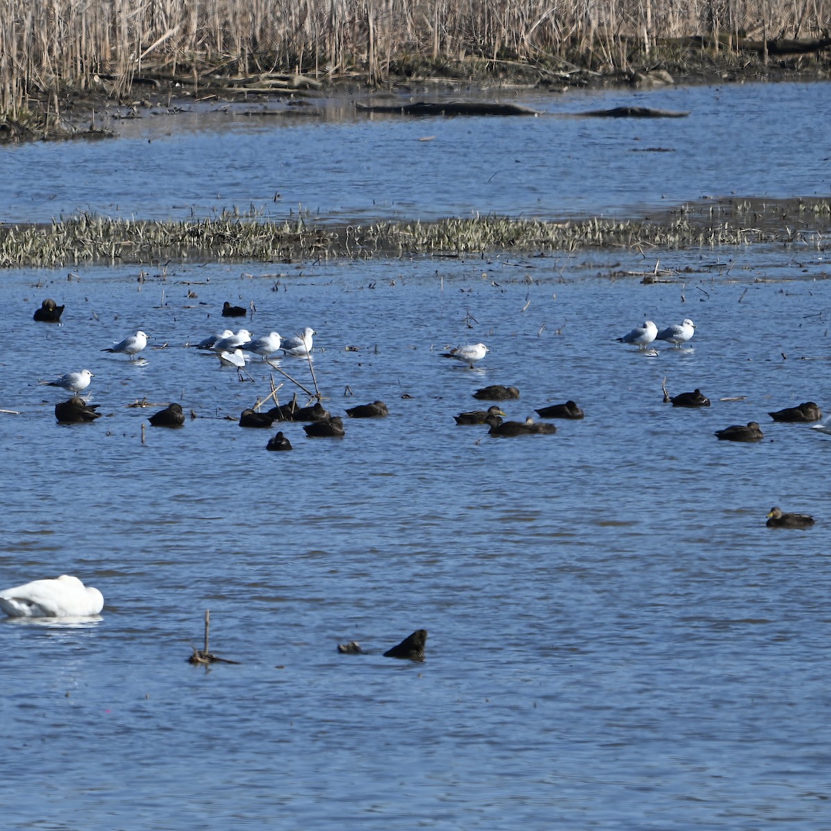 American Black Duck - ML615071295