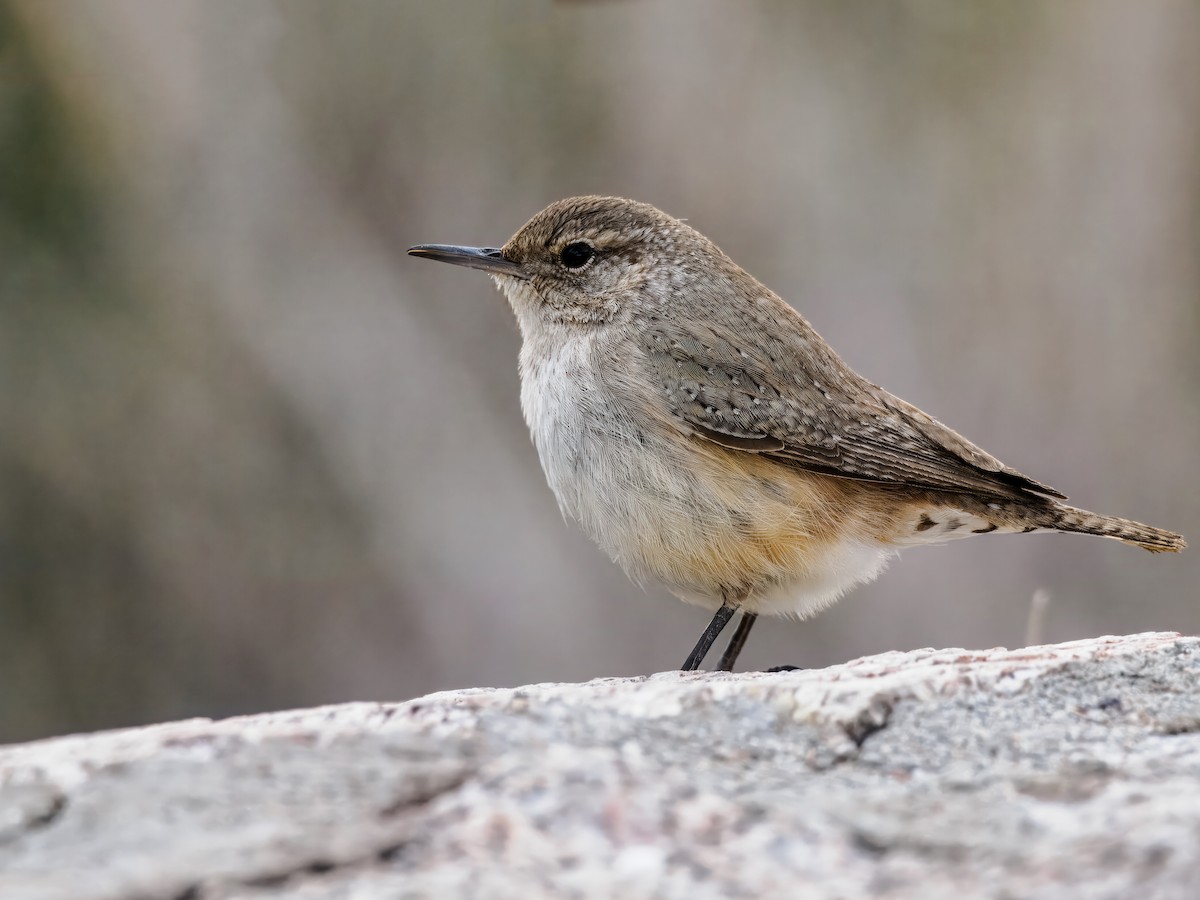 Rock Wren - ML615071300