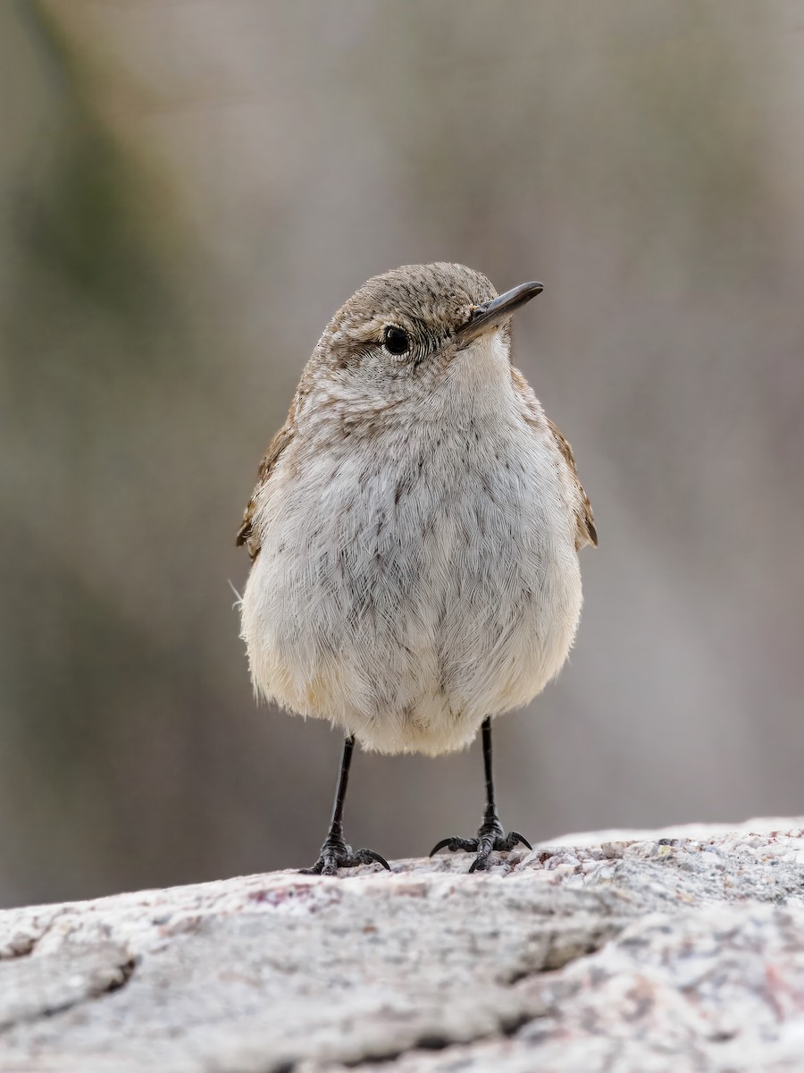 Rock Wren - ML615071301