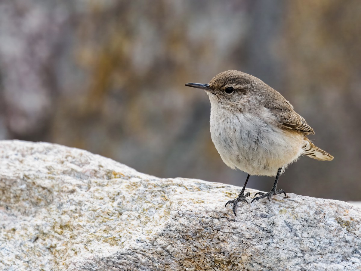 Rock Wren - ML615071302