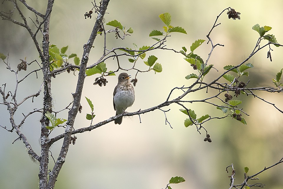 Swainson's Thrush - ML61507131