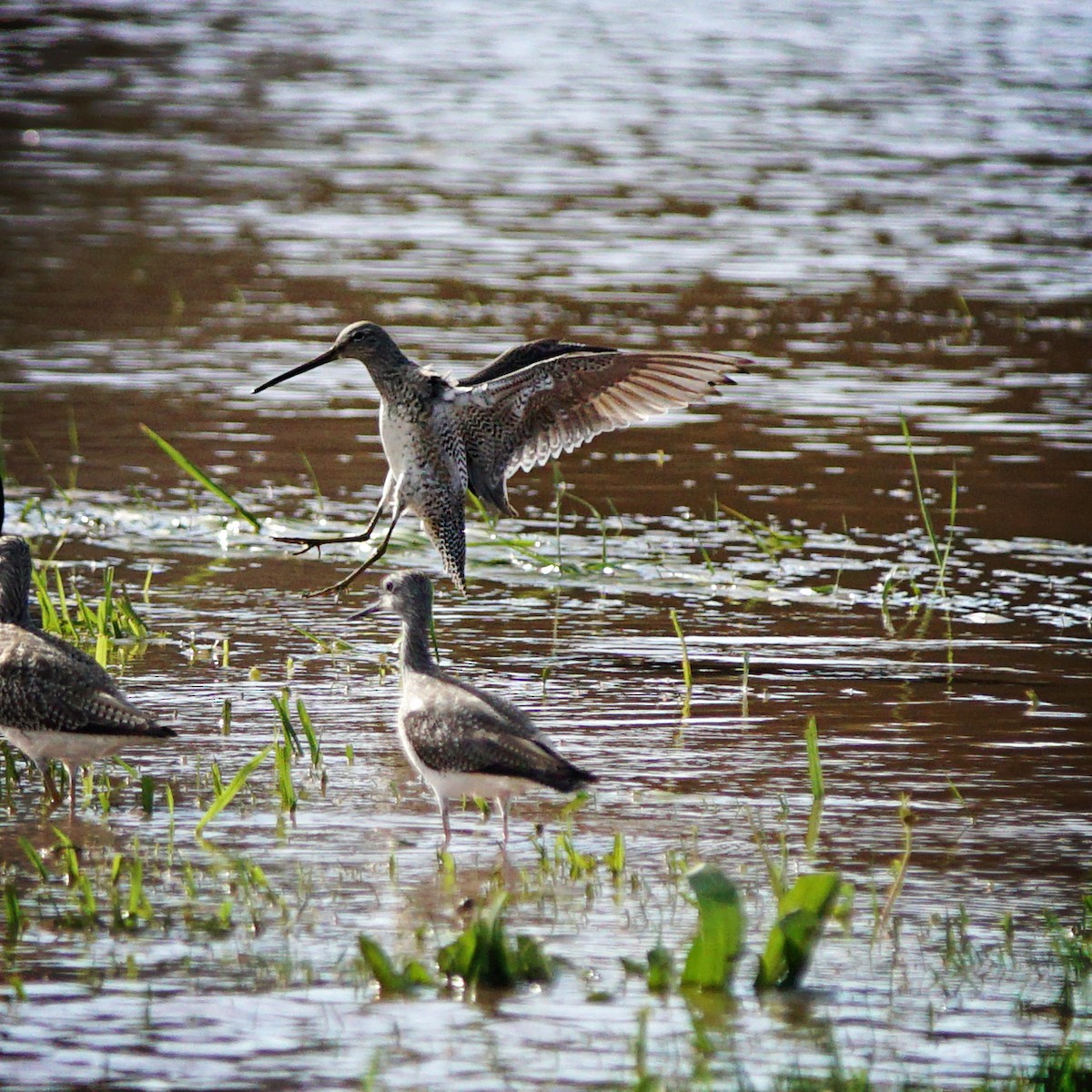 Long-billed Dowitcher - ML615071311
