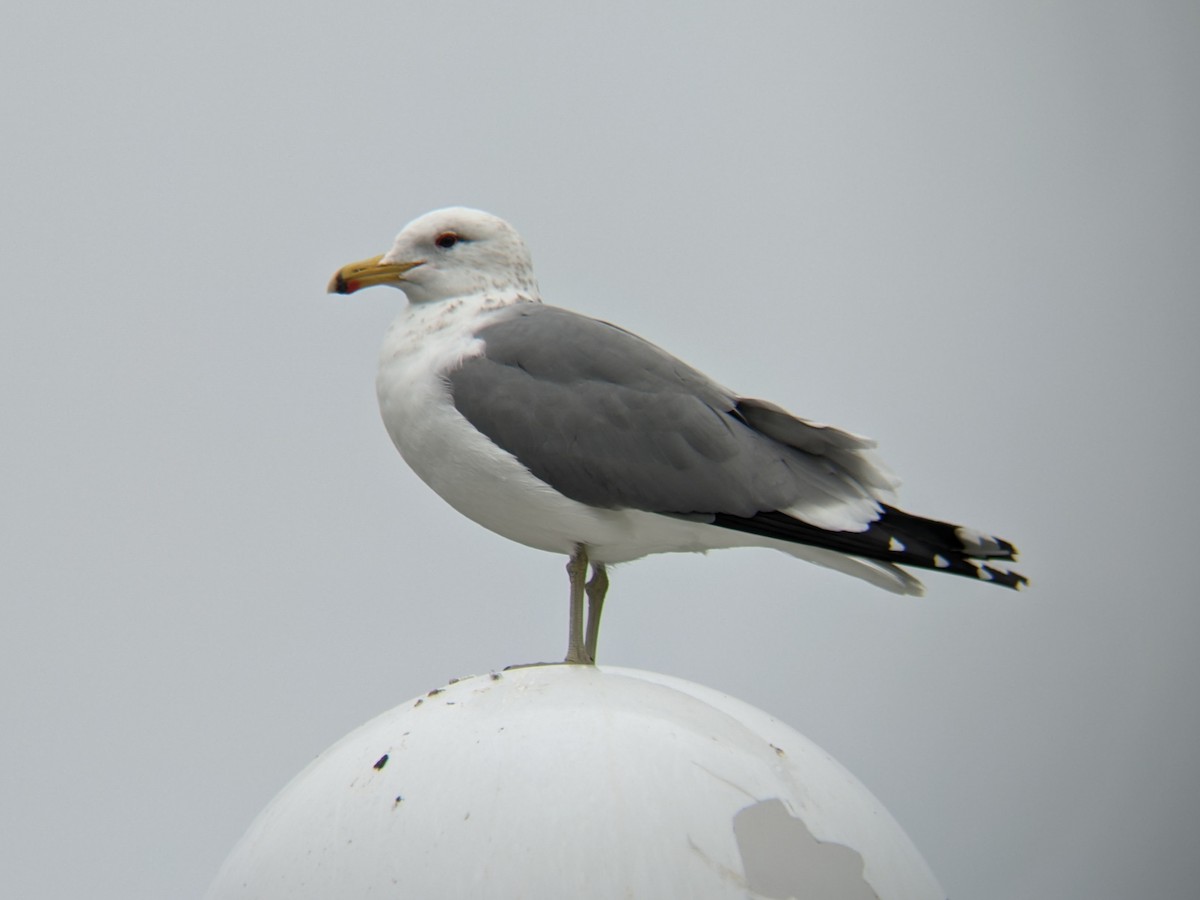 racek jezerní - ML615071315