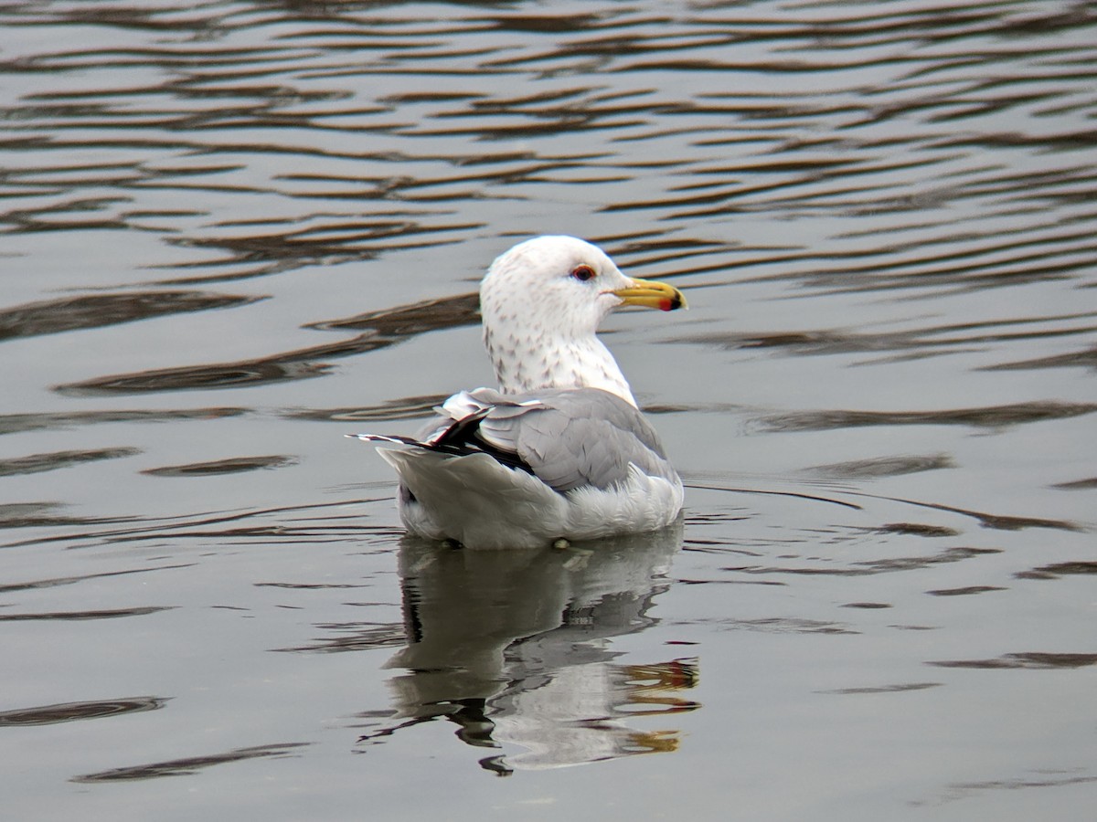 racek jezerní - ML615071316