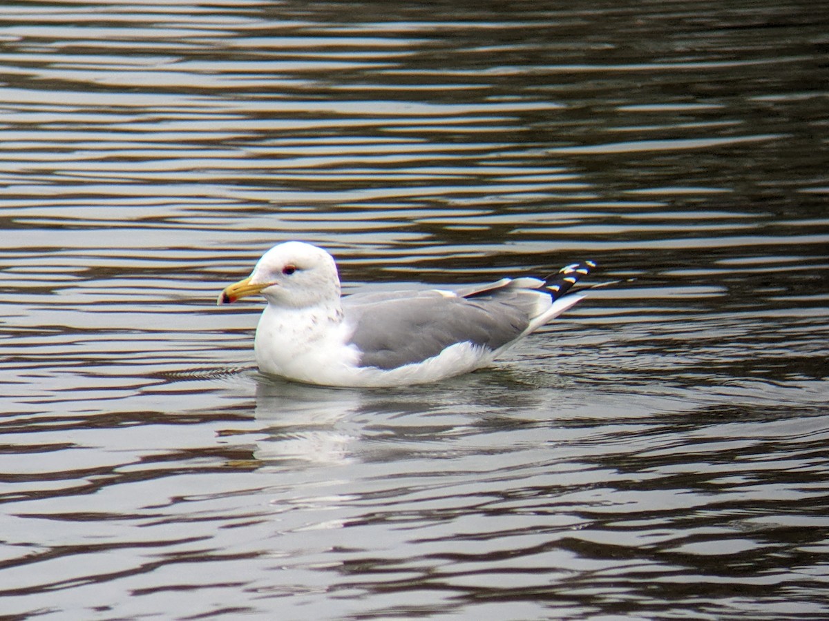 racek jezerní - ML615071317