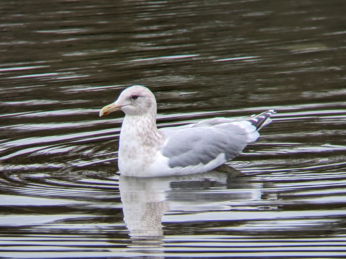 racek polární (ssp. thayeri) - ML615071334