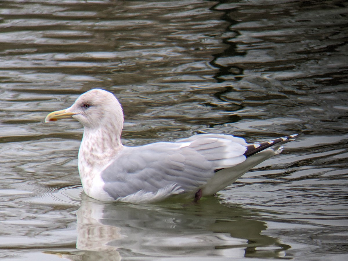 racek polární (ssp. thayeri) - ML615071336