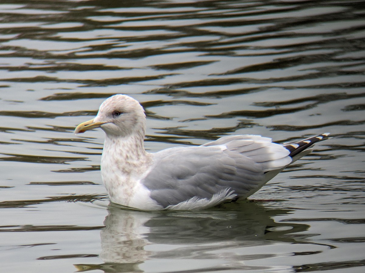 racek polární (ssp. thayeri) - ML615071337