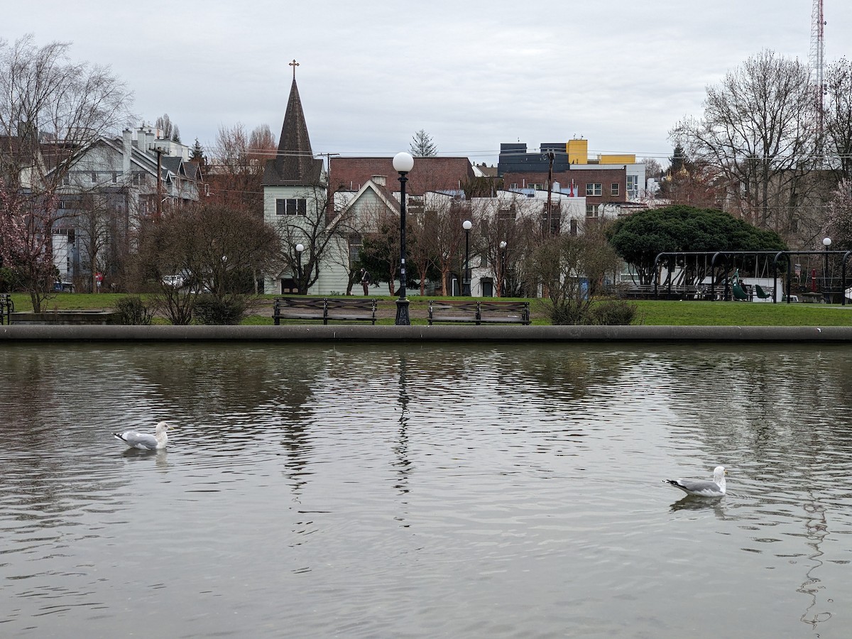 racek polární (ssp. thayeri) - ML615071338