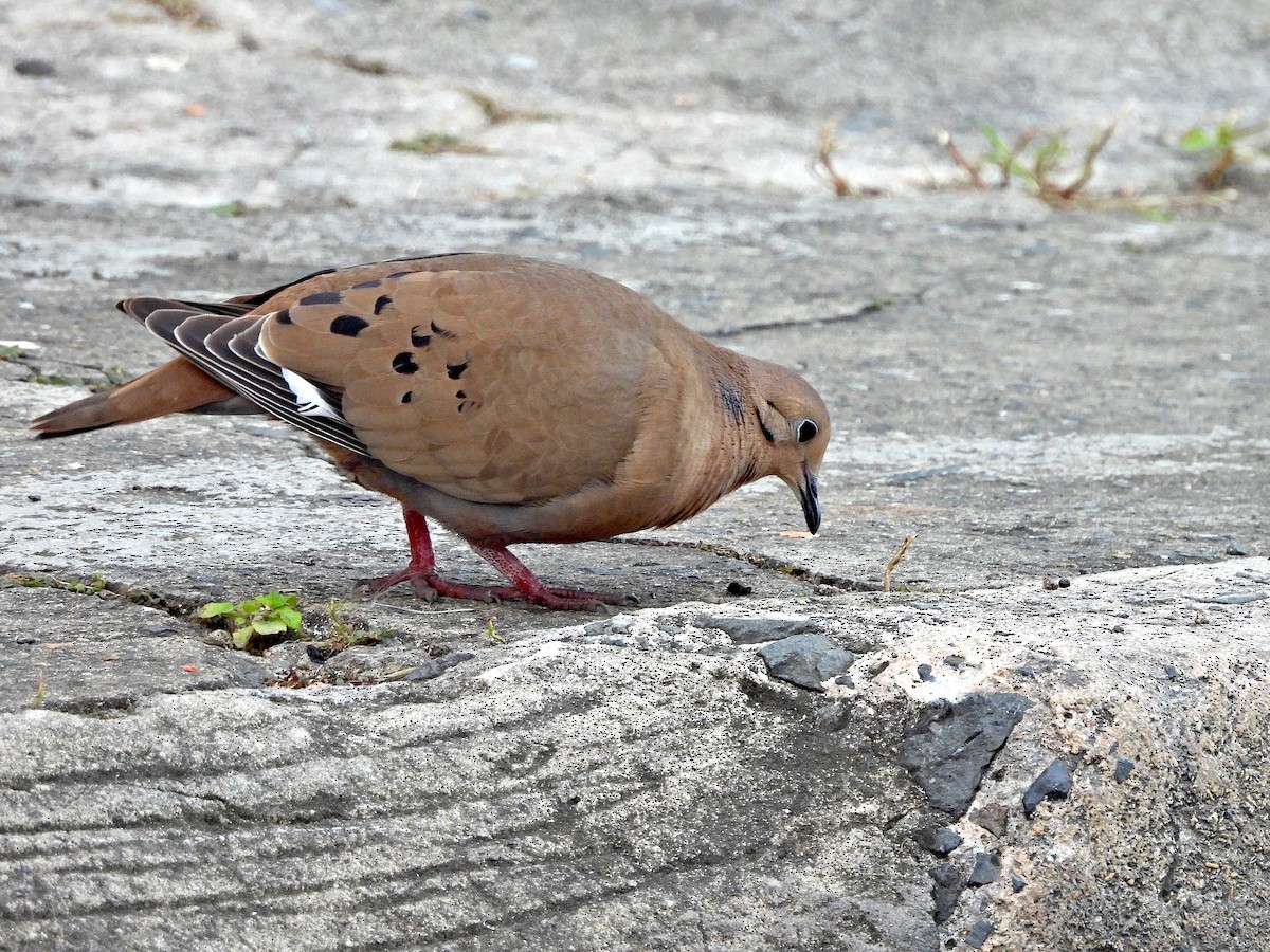 Zenaida Dove - ML615071341