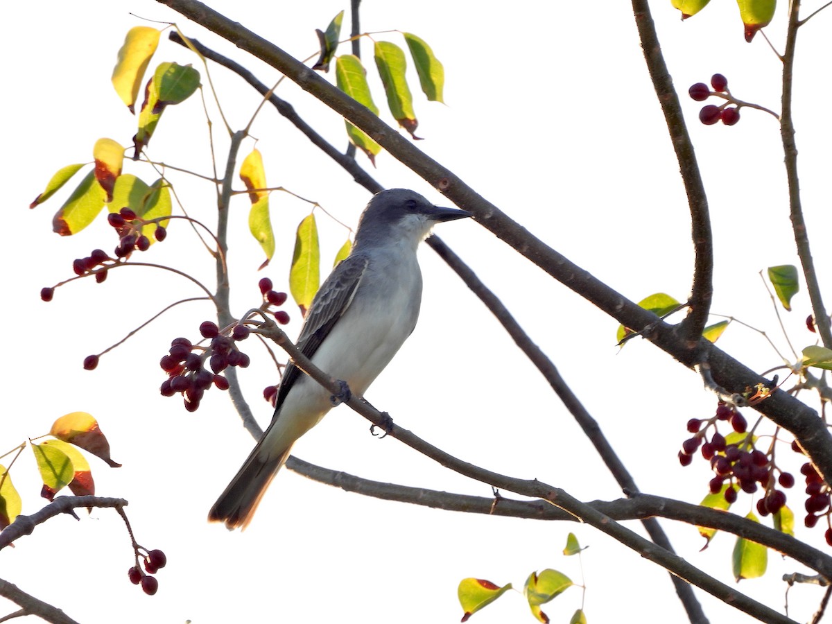 Gray Kingbird - ML615071350