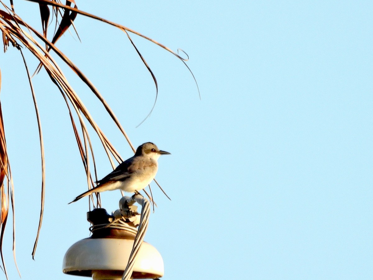 Gray Kingbird - ML615071351