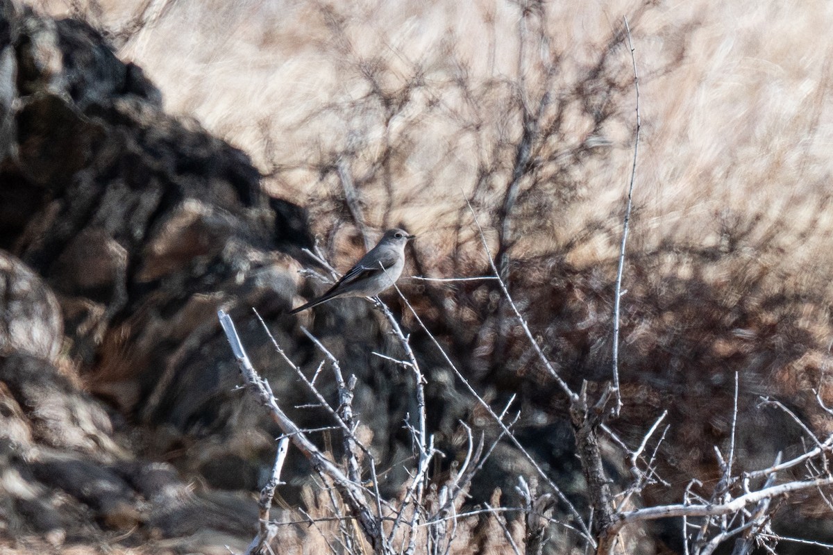 Townsend's Solitaire - ML615071364