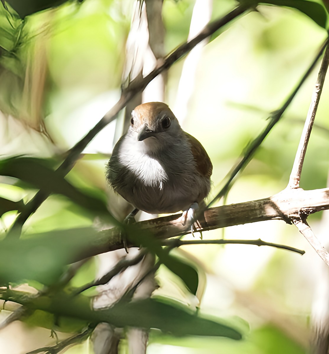 Xingu Scale-backed Antbird - ML615071376