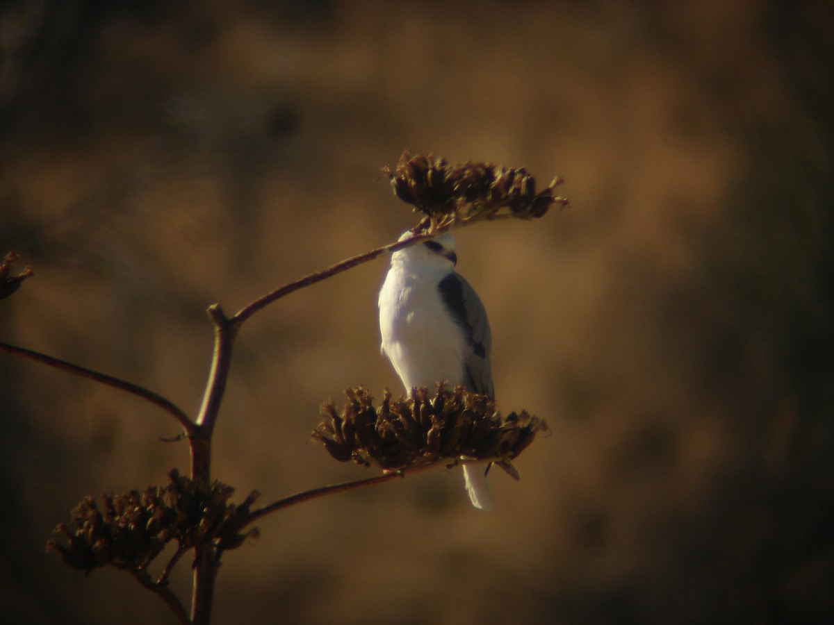 White-tailed Kite - Steven Glynn