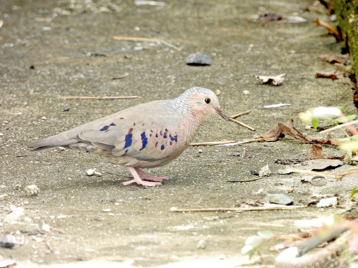 Common Ground Dove - ML615071448