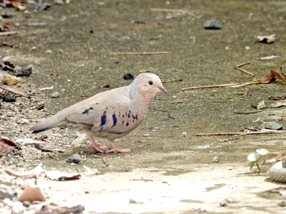 Common Ground Dove - ML615071449