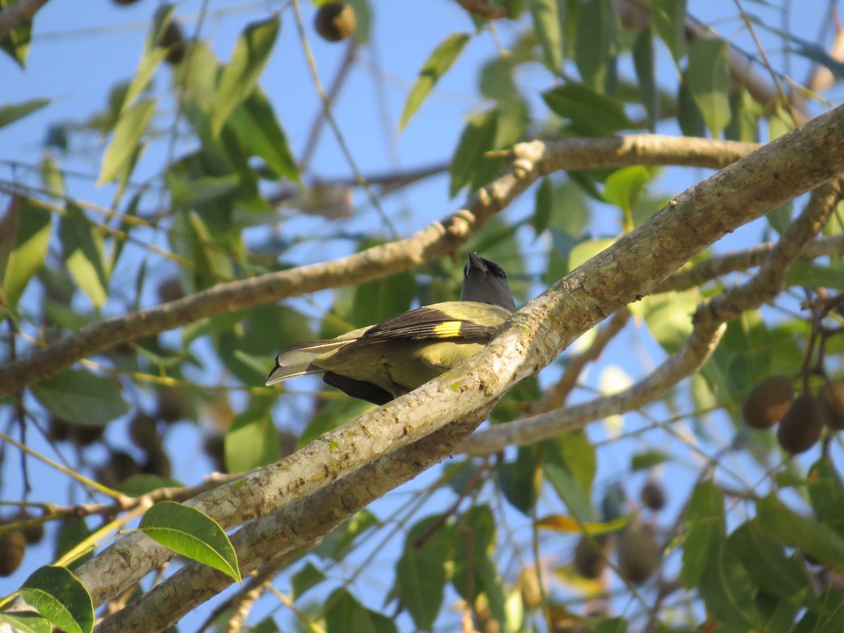 Yellow-winged Tanager - Róger Rodríguez Bravo