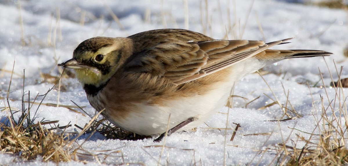 Horned Lark - ML615071466