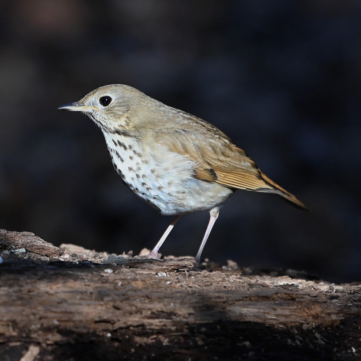 Hermit Thrush - ML615071481