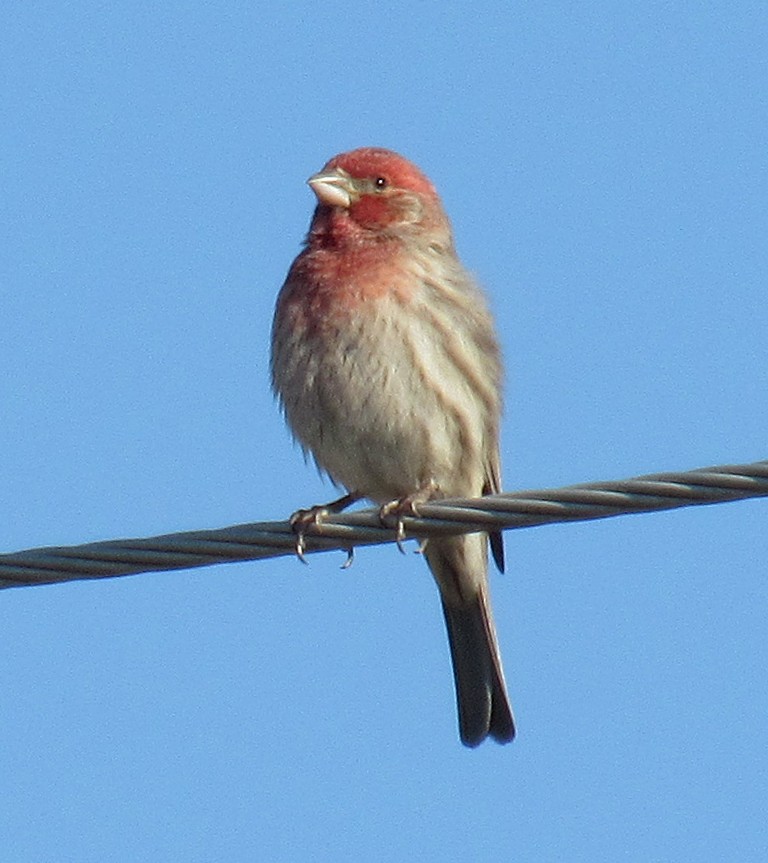 House Finch - ML615071496