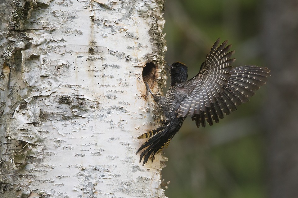 American Three-toed Woodpecker - ML61507151