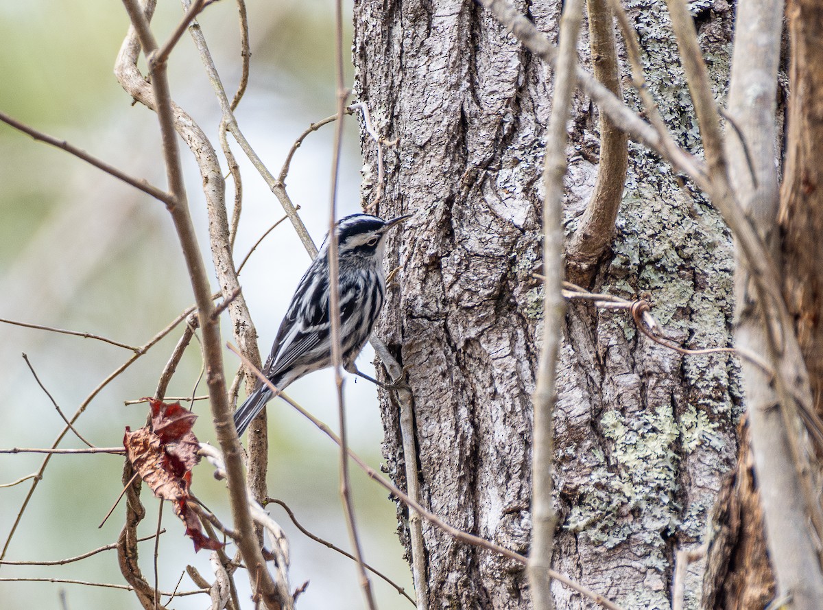 Black-and-white Warbler - ML615071516