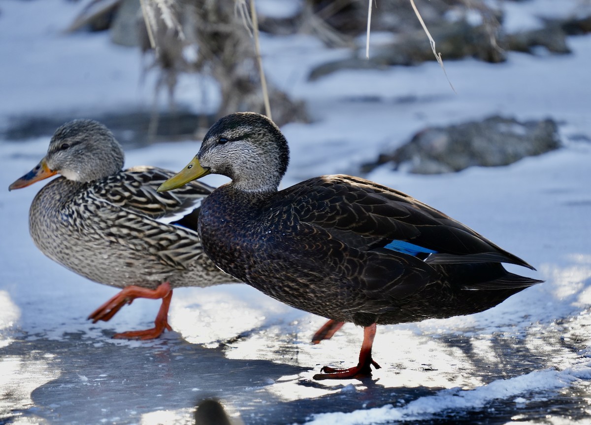 アメリカガモ - ML615071531