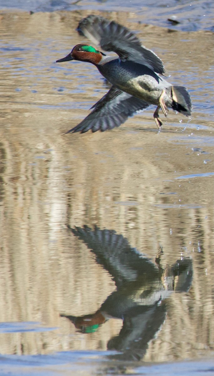 Green-winged Teal - ML615071545