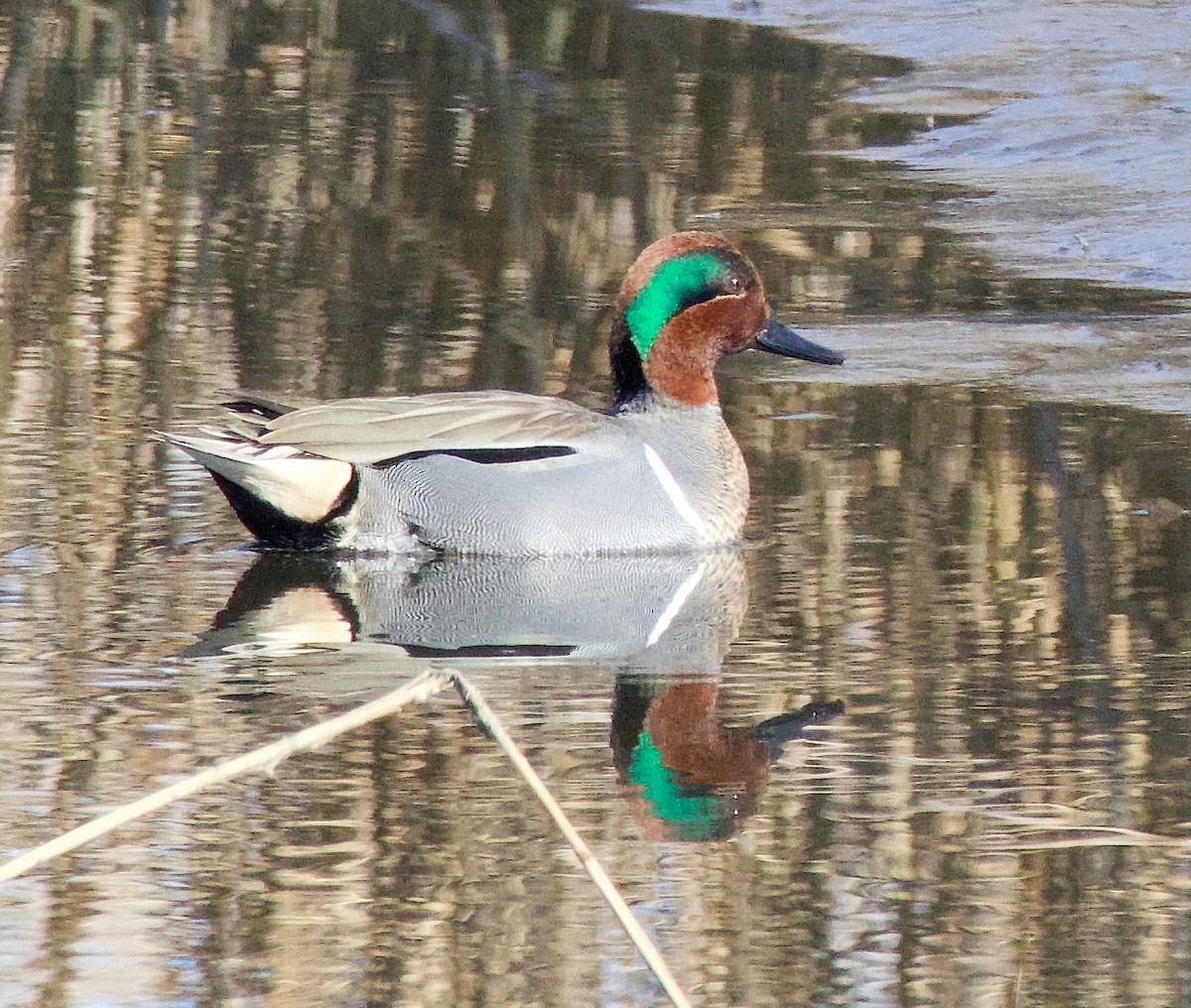 Green-winged Teal - ML615071550