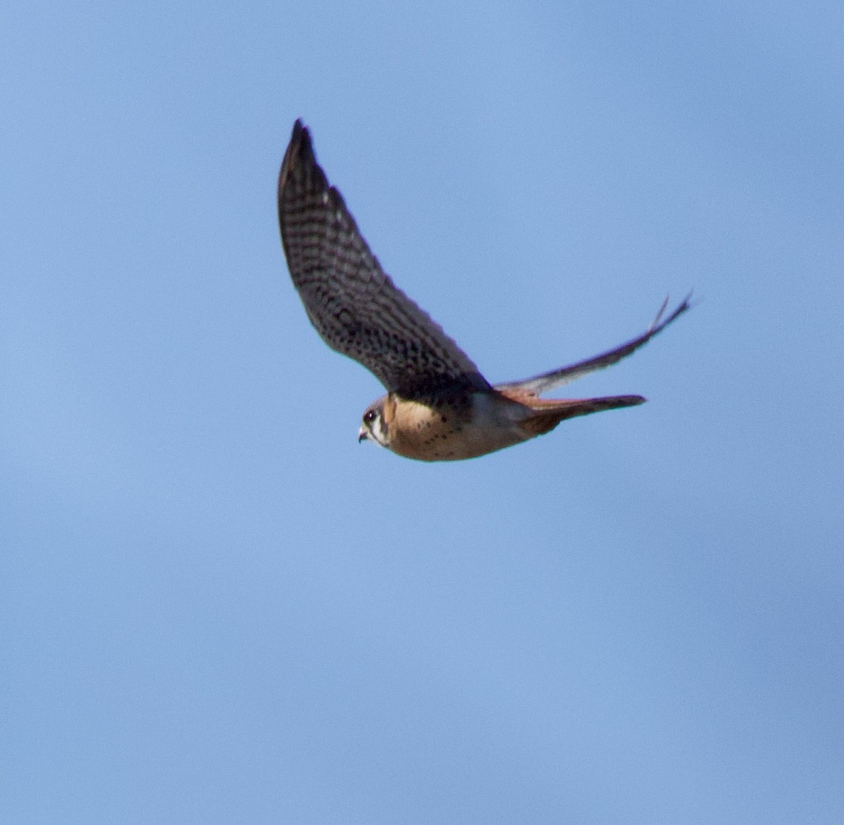American Kestrel - ML615071571