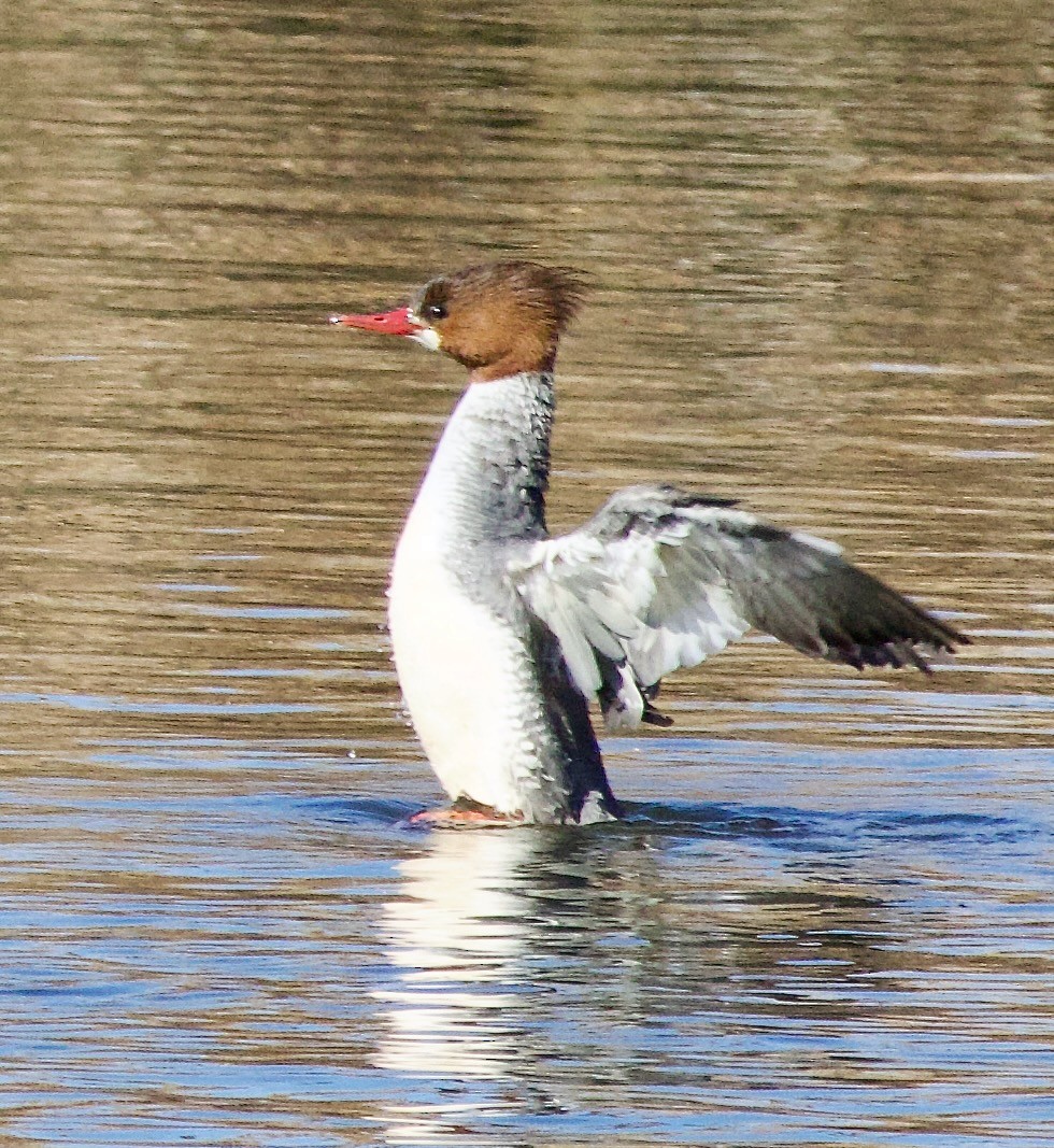 Common Merganser - ML615071584