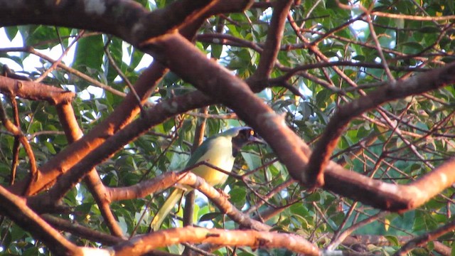 Green Jay - ML615071586