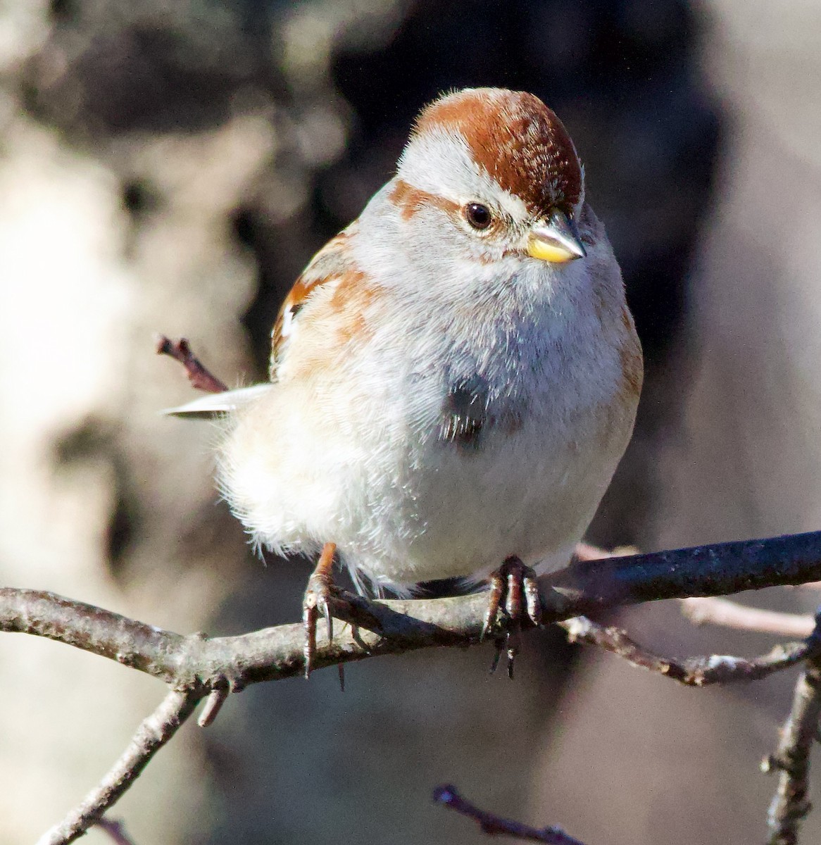 American Tree Sparrow - ML615071608