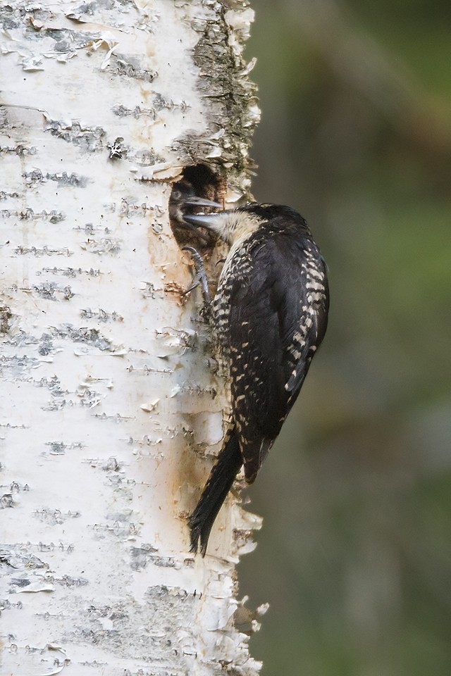 American Three-toed Woodpecker - ML61507161