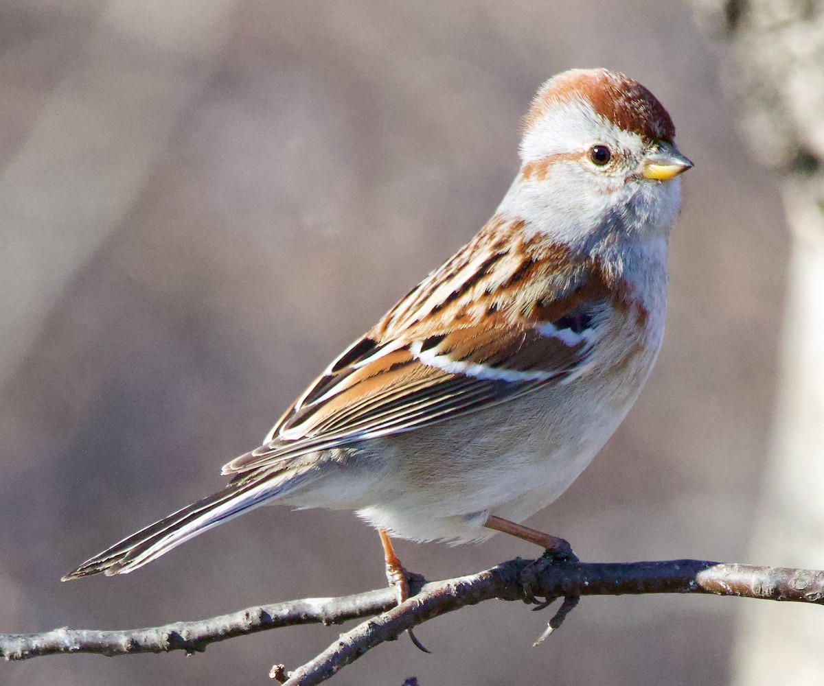 American Tree Sparrow - ML615071611