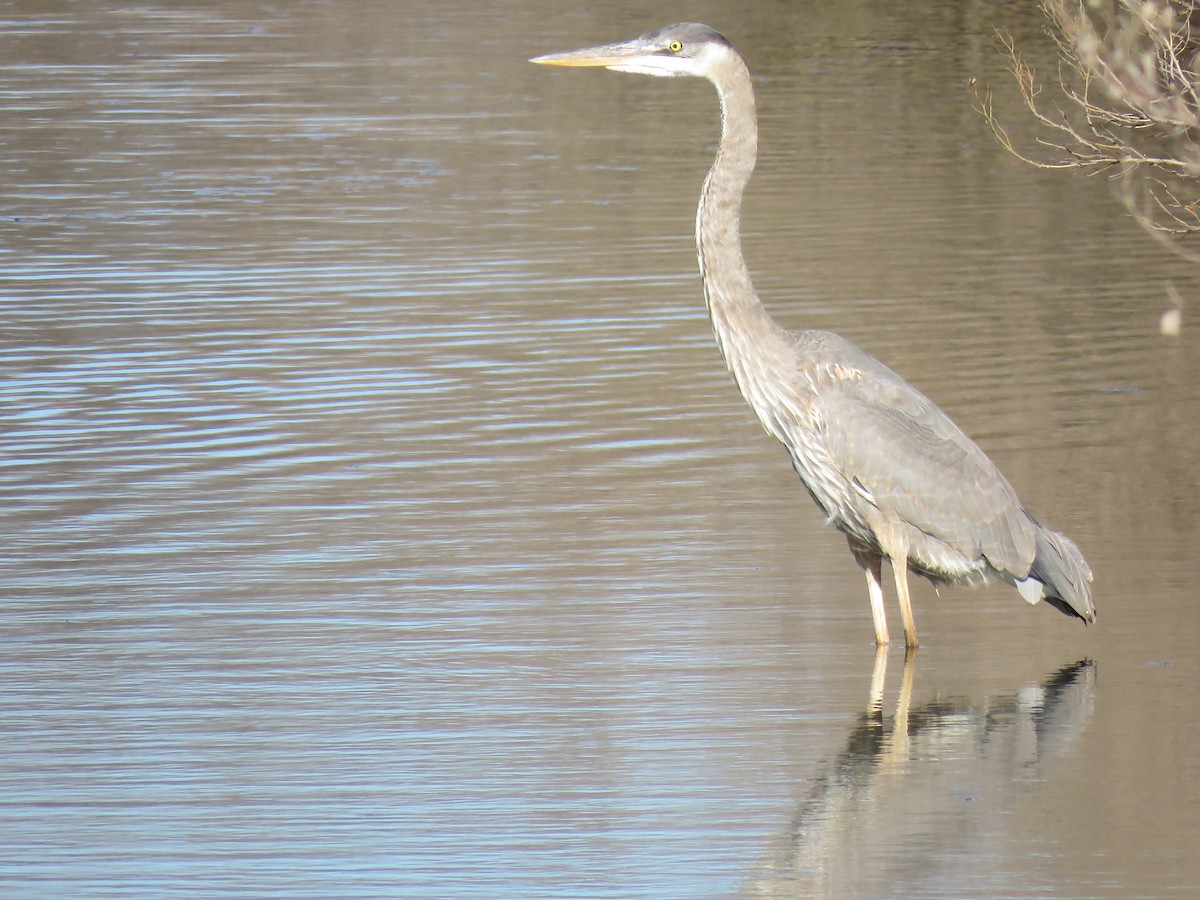 Great Blue Heron - ML615071621