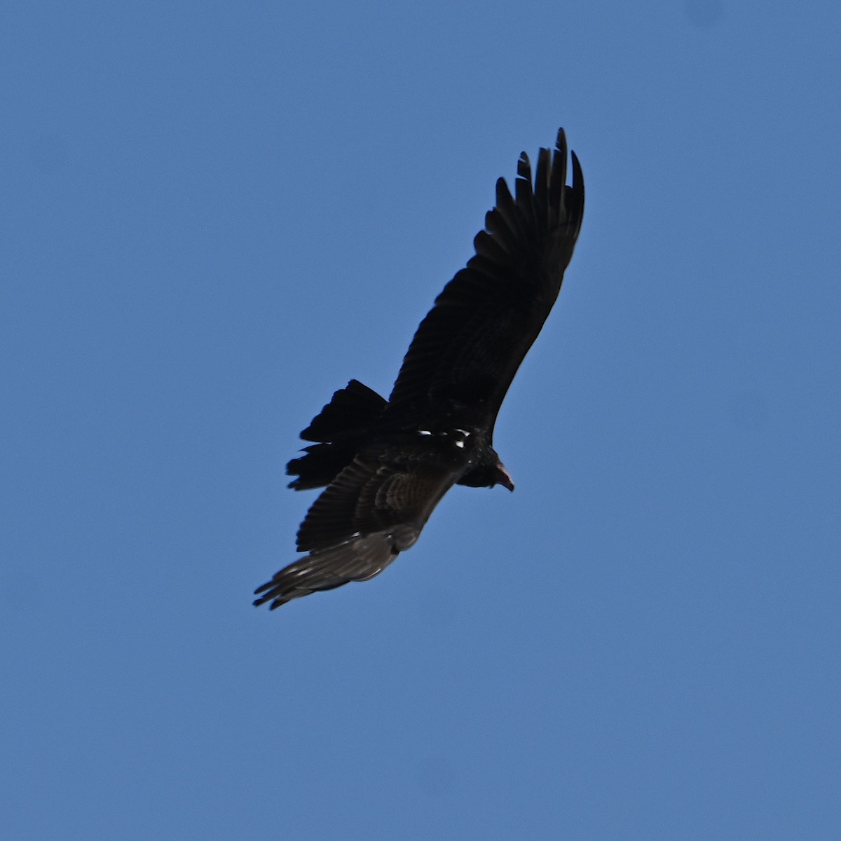 Turkey Vulture - ML615071640