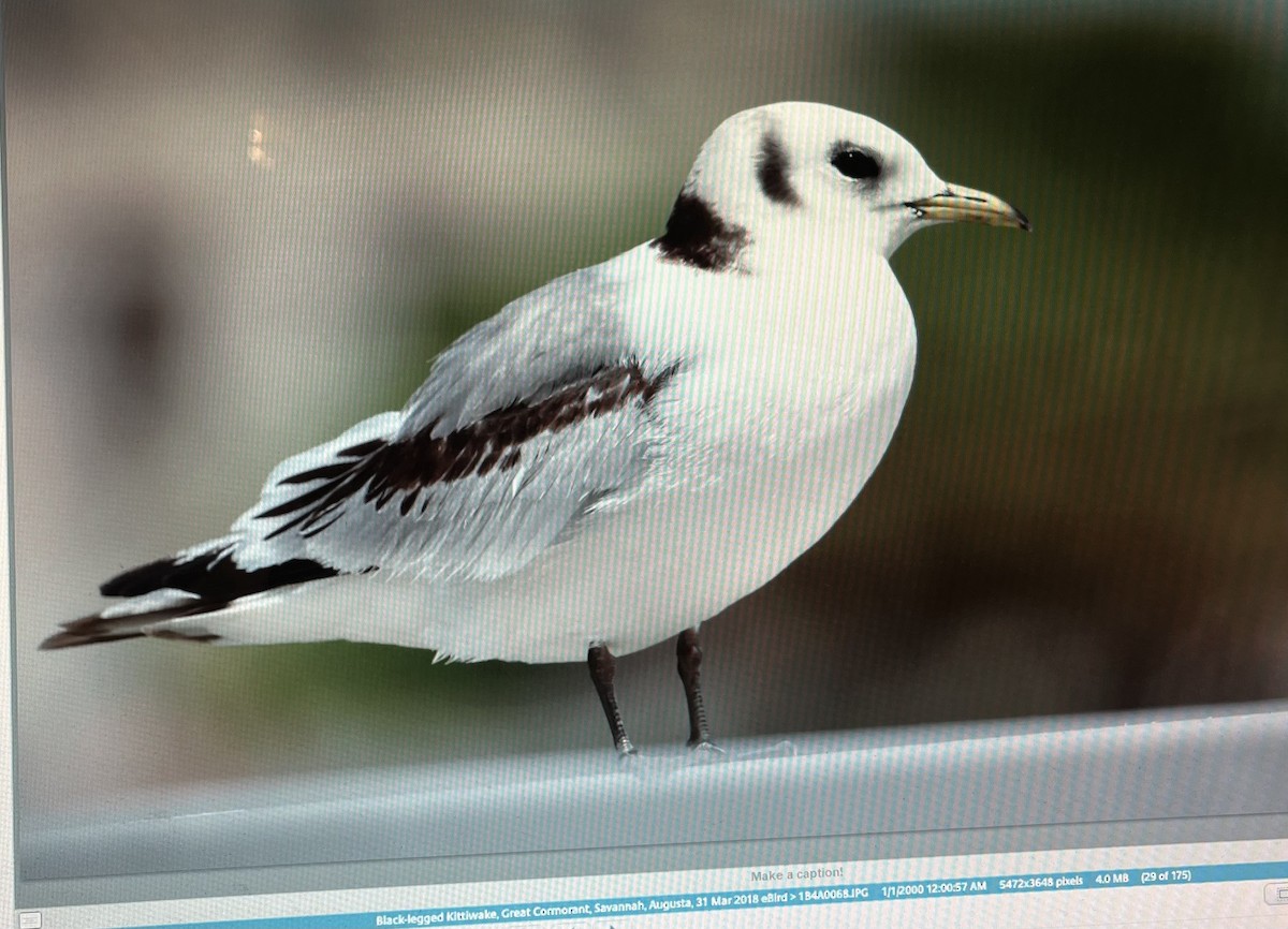 Black-legged Kittiwake - Pierre Howard