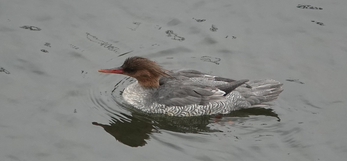 Scaly-sided Merganser - ML615071657