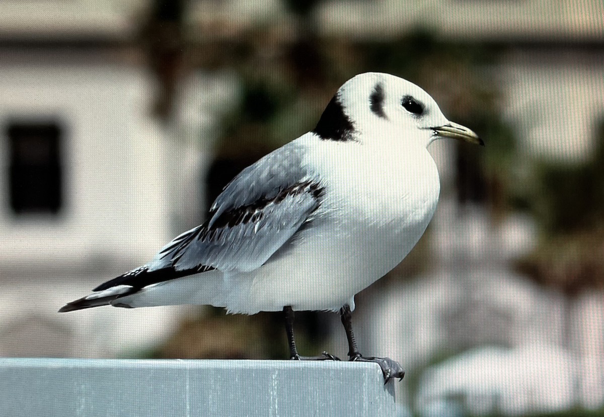 Mouette tridactyle - ML615071708