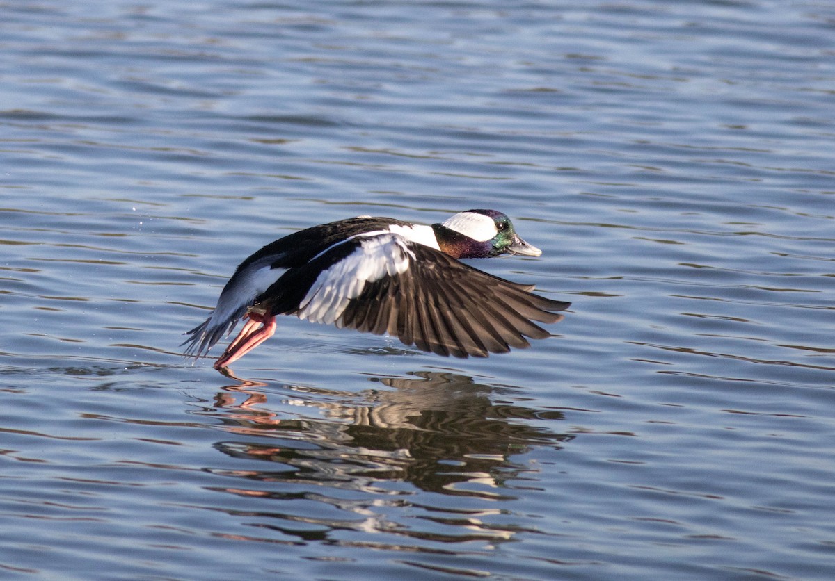 Bufflehead - ML615071794