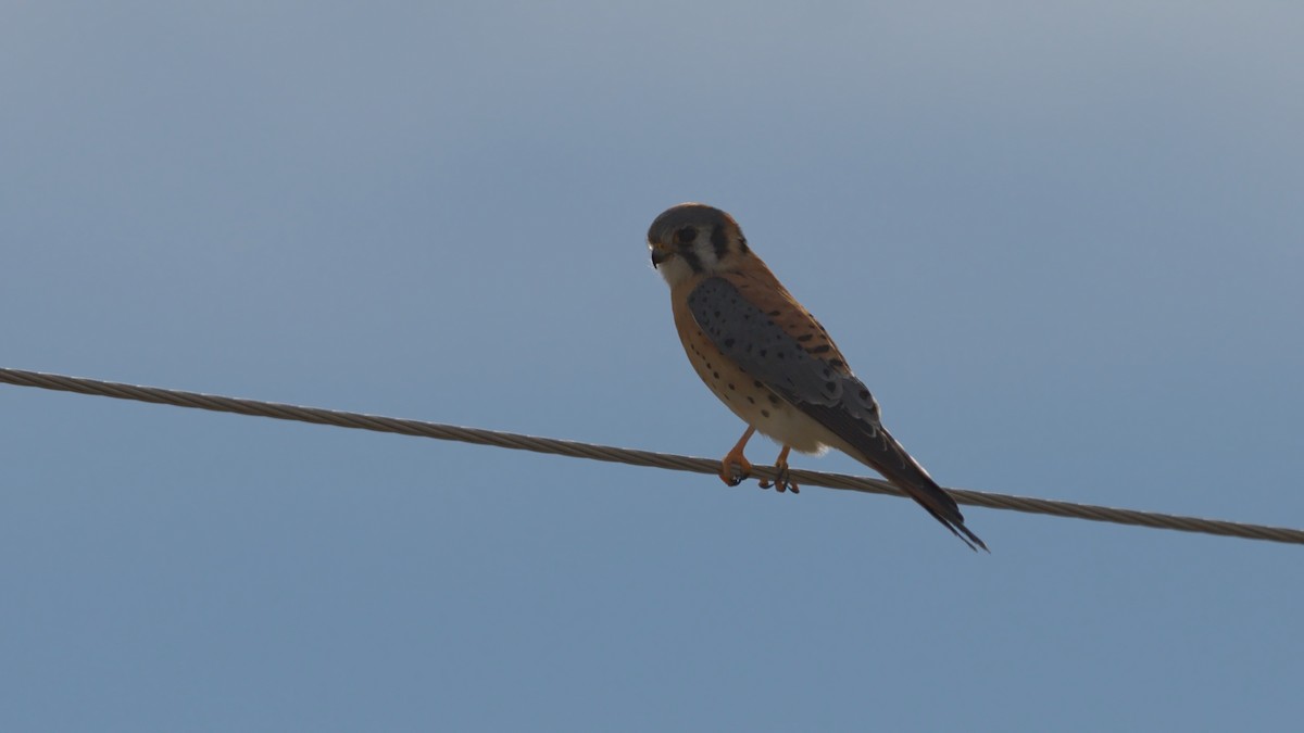 American Kestrel - Adam Zahm