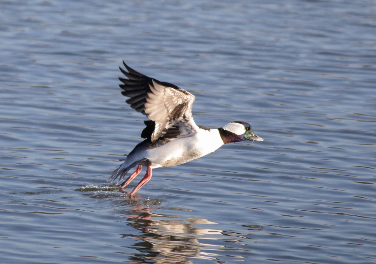 Bufflehead - ML615071848